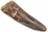 Fossil Spinosaurus Tooth - Real Dinosaur Tooth #376383-1